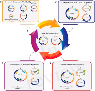 A comprehensive review on Gossypium hirsutum resistance against cotton leaf curl virus